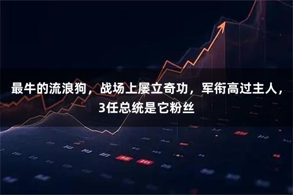 最牛的流浪狗，战场上屡立奇功，军衔高过主人，3任总统是它粉丝